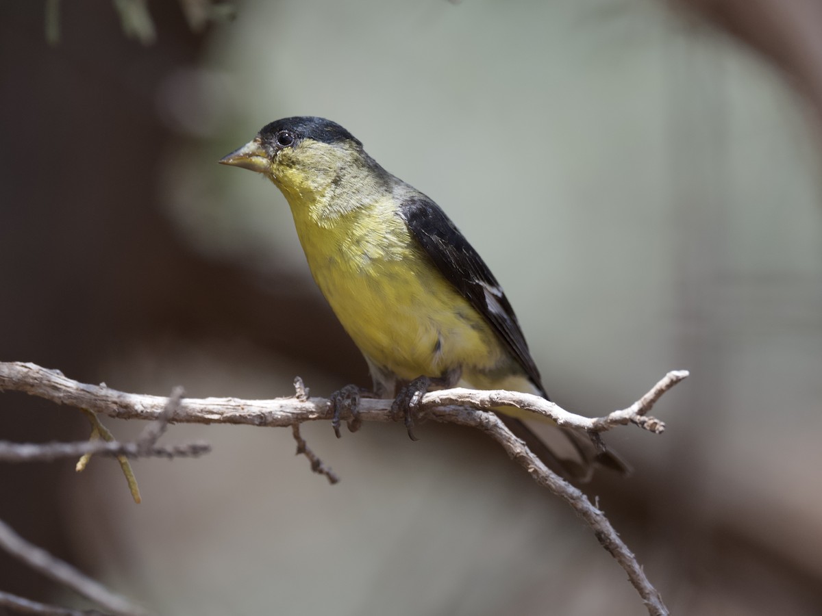 Lesser Goldfinch - ML619694012