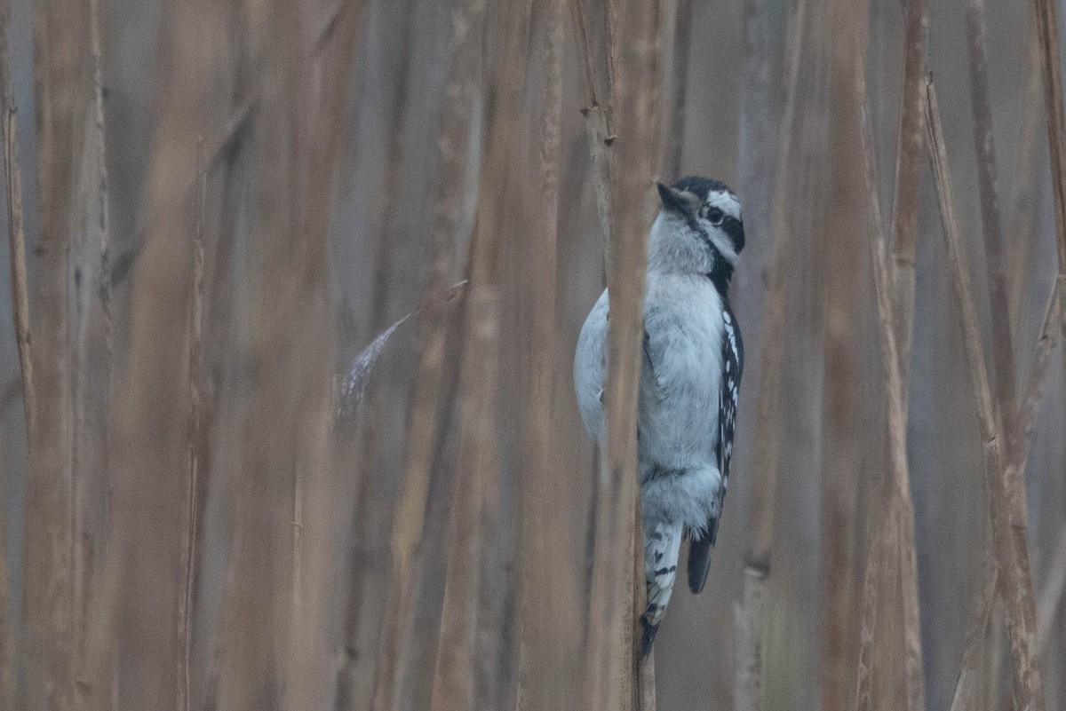 Downy Woodpecker - ML619694024