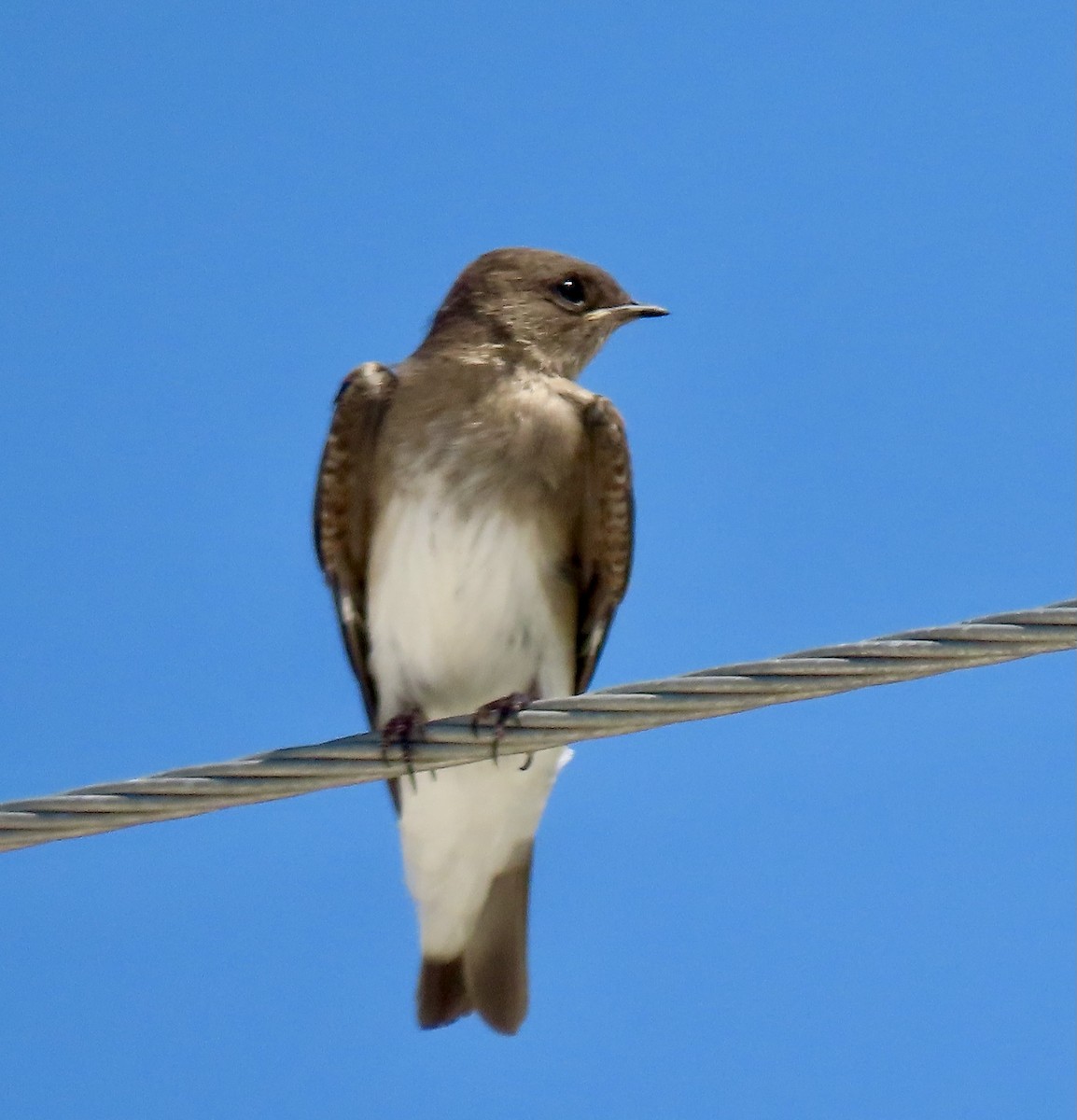 Golondrina Aserrada - ML619694027