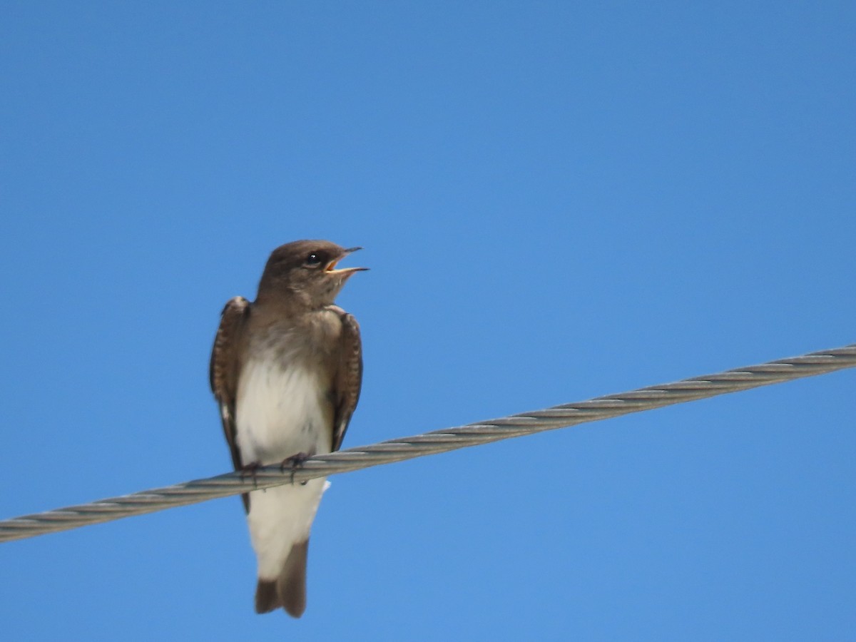 Northern Rough-winged Swallow - ML619694028