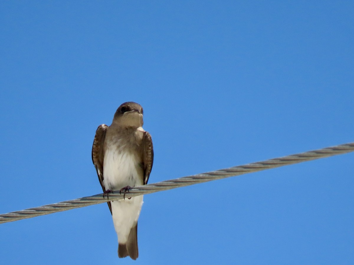 Northern Rough-winged Swallow - ML619694029