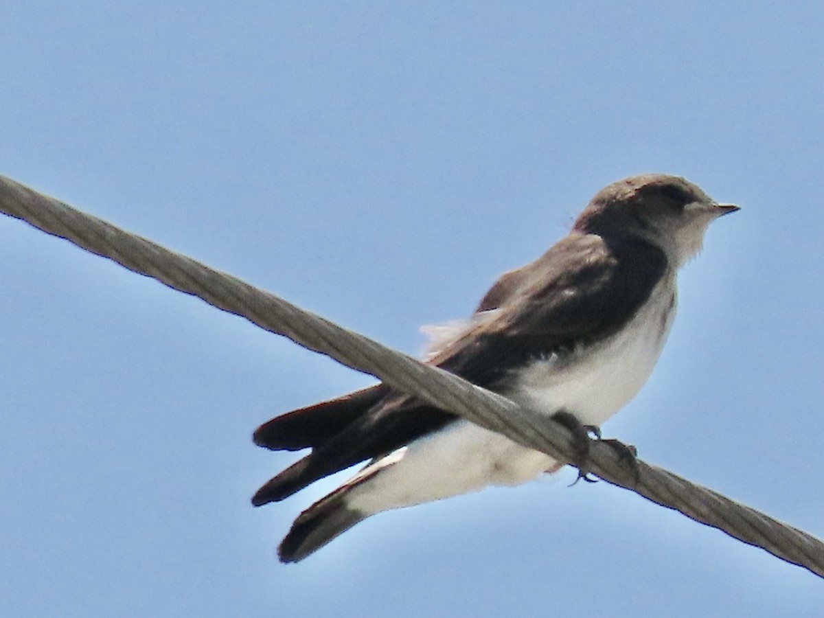 Northern Rough-winged Swallow - ML619694031
