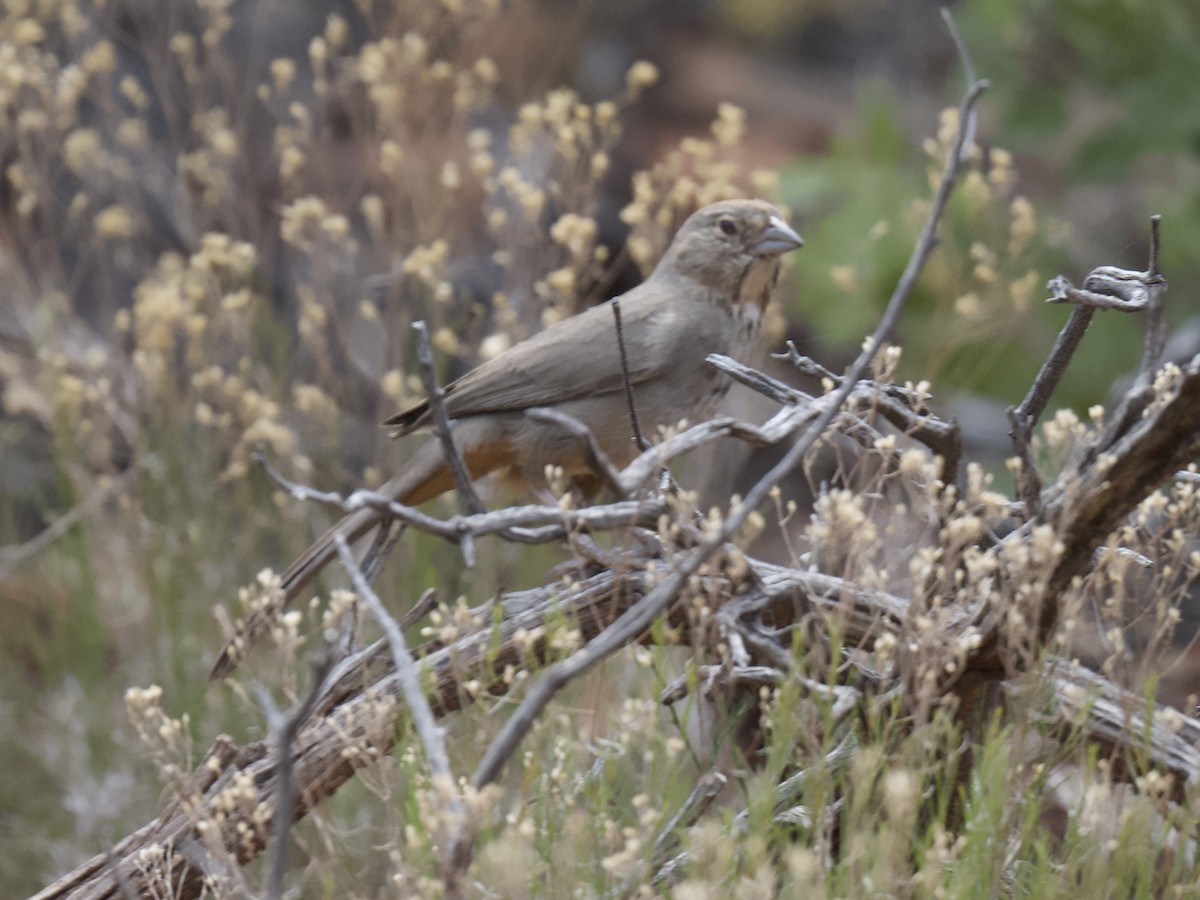 Canyon Towhee - ML619694033