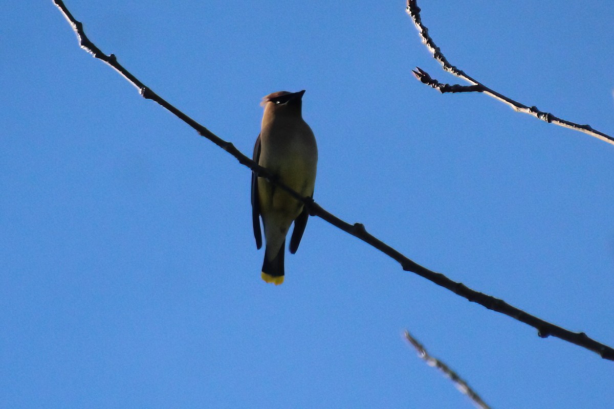 Cedar Waxwing - ML619694034