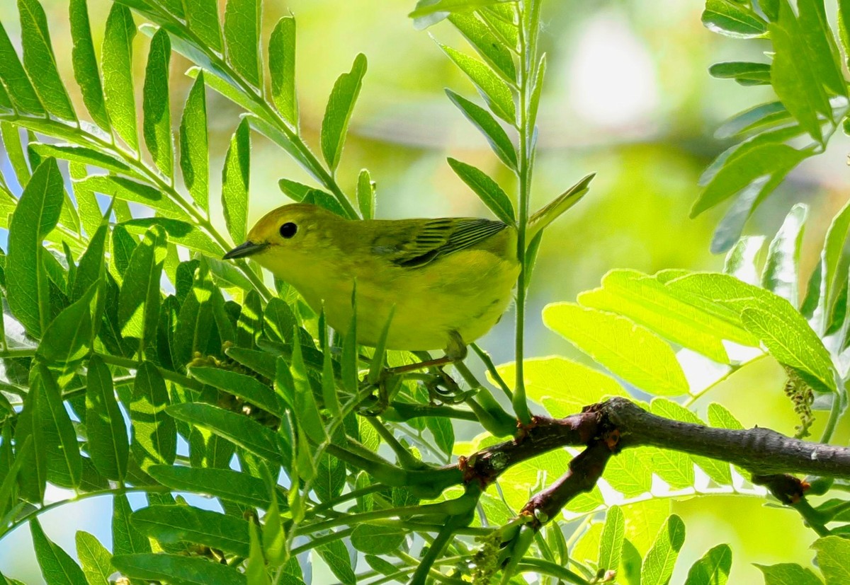 Yellow Warbler - ML619694050