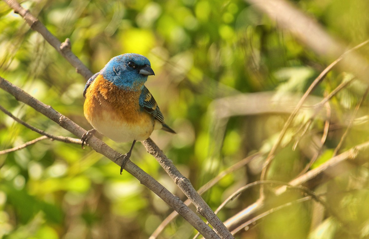 Lazuli Bunting - ML619694055