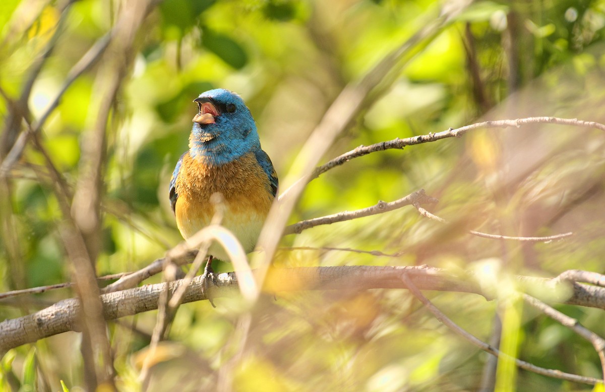 Lazuli Bunting - ML619694056