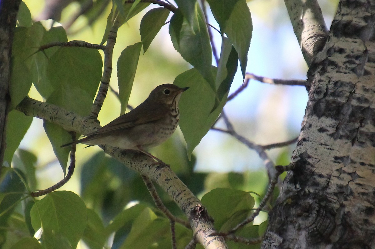 Swainson's Thrush - ML619694067