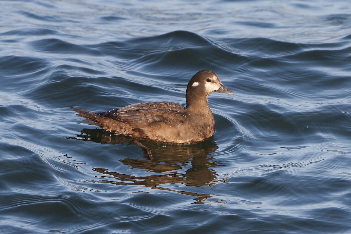 Harlequin Duck - ML619694084