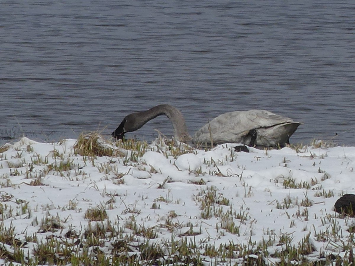 ナキハクチョウ - ML619694103