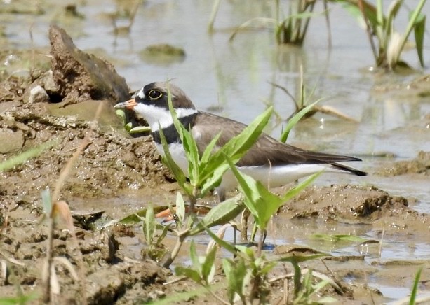 Semipalmated Plover - ML619694108