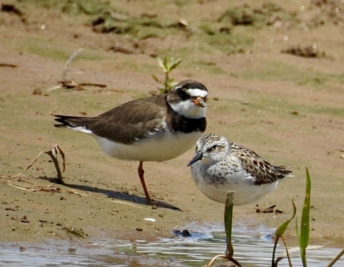 Semipalmated Plover - ML619694109