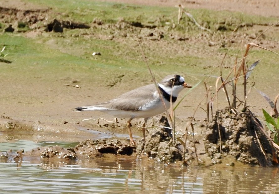 Semipalmated Plover - ML619694110