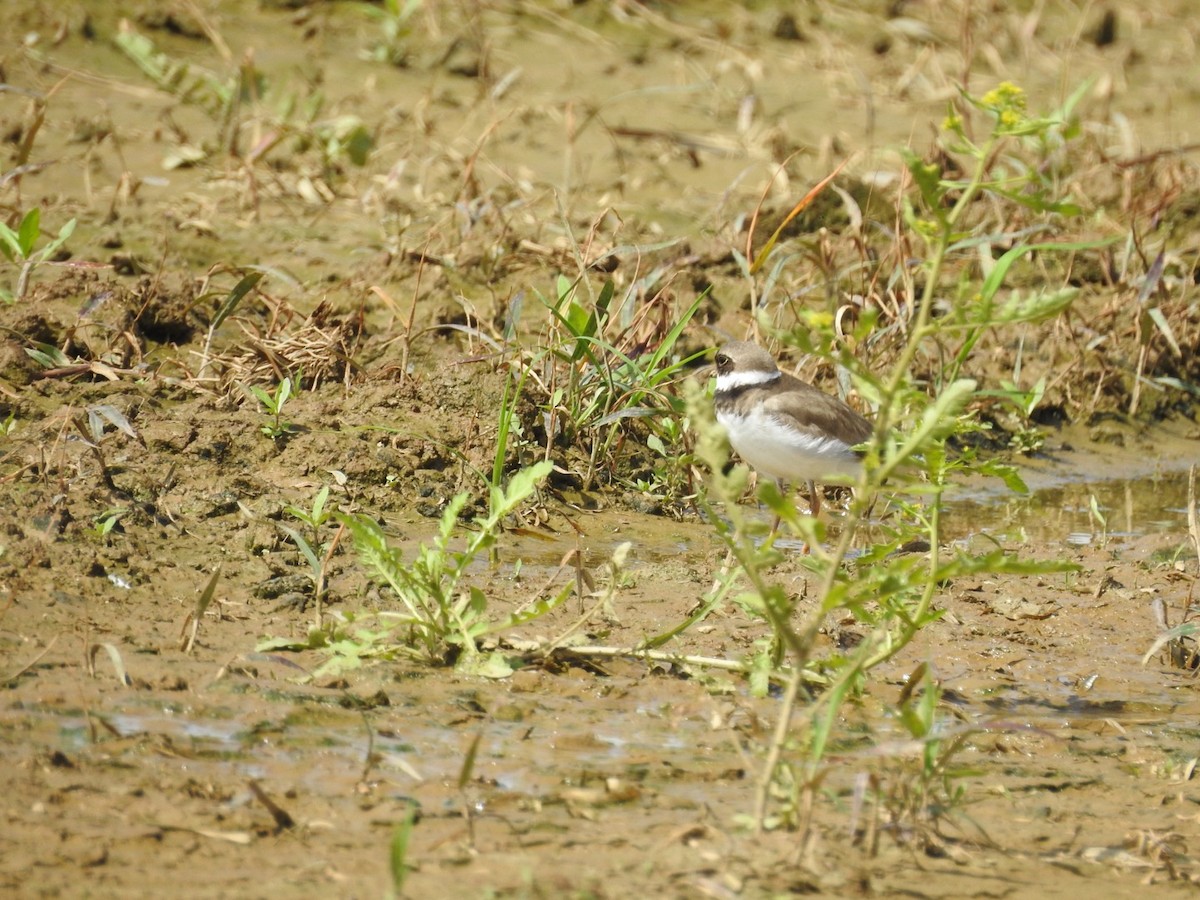 Semipalmated Plover - ML619694111