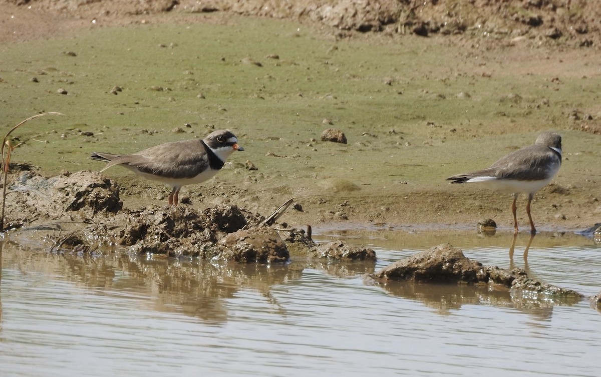 Semipalmated Plover - ML619694112