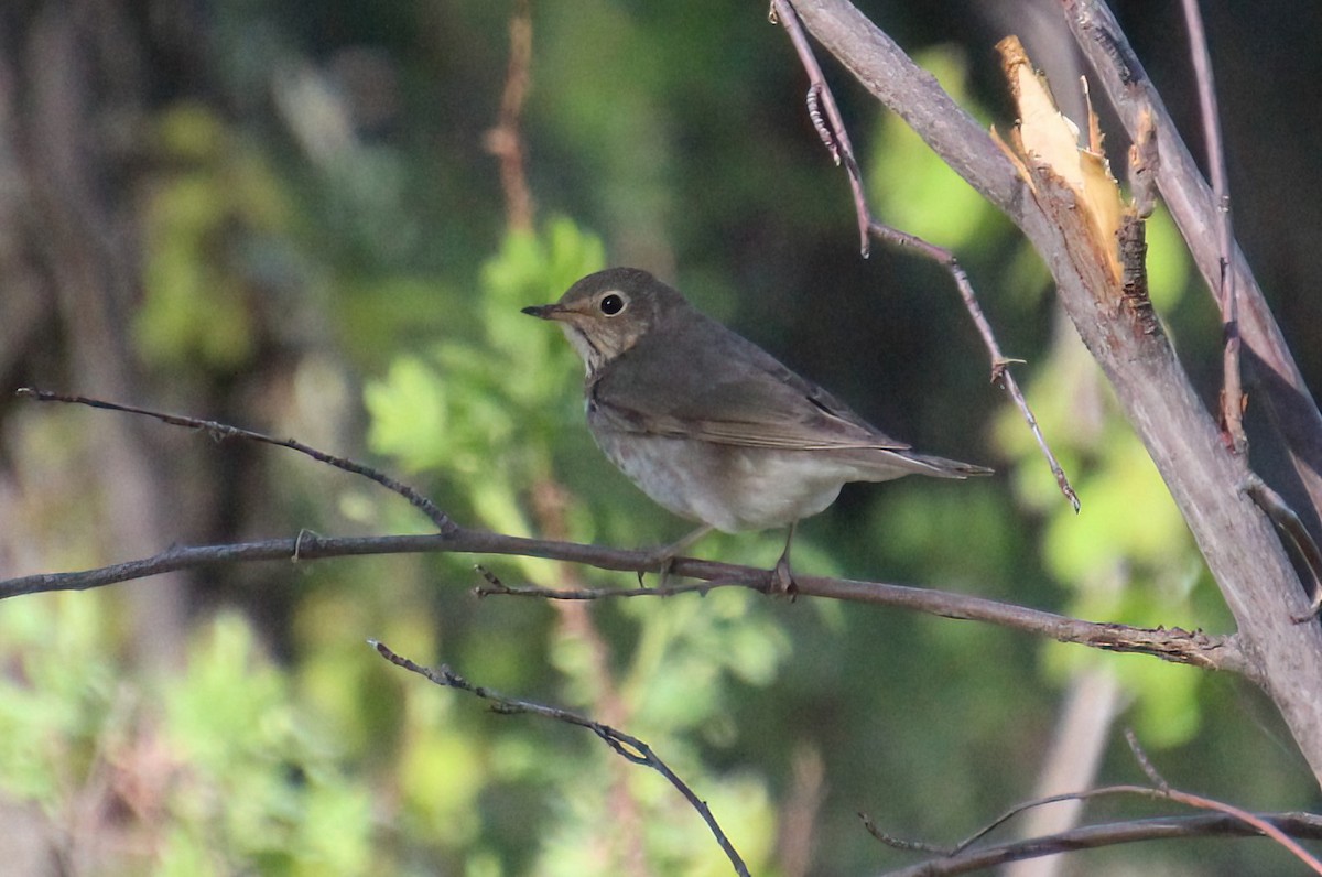 Swainson's Thrush - ML619694113