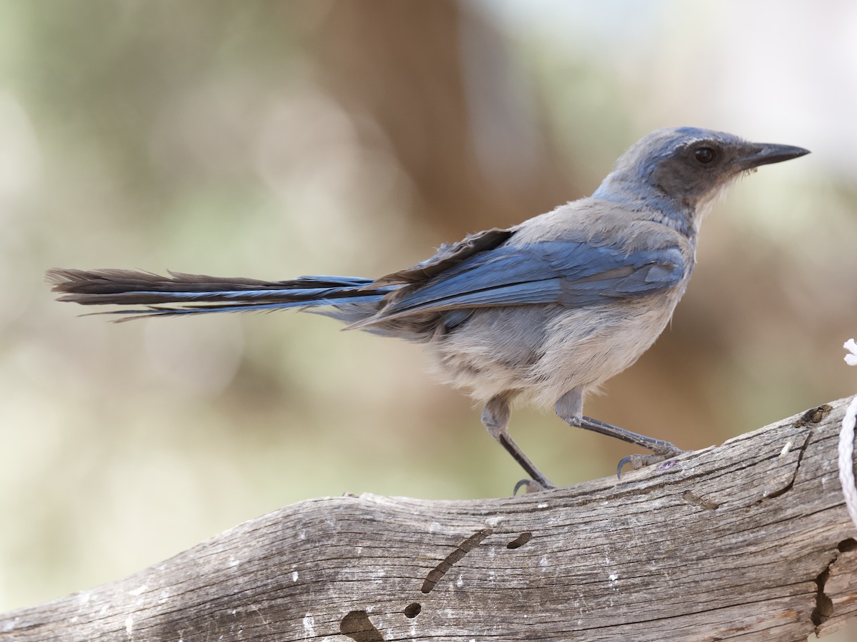 Woodhouse's Scrub-Jay - ML619694120