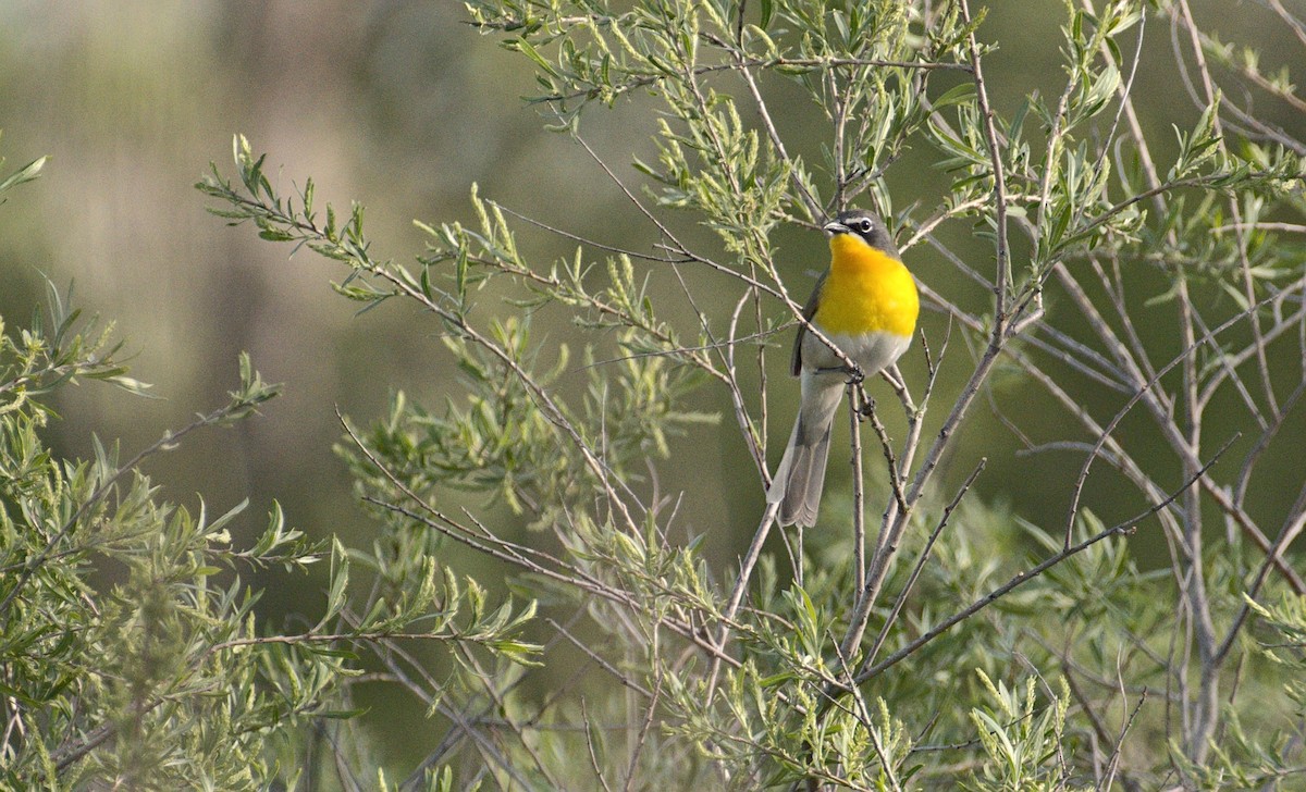 Yellow-breasted Chat - ML619694122