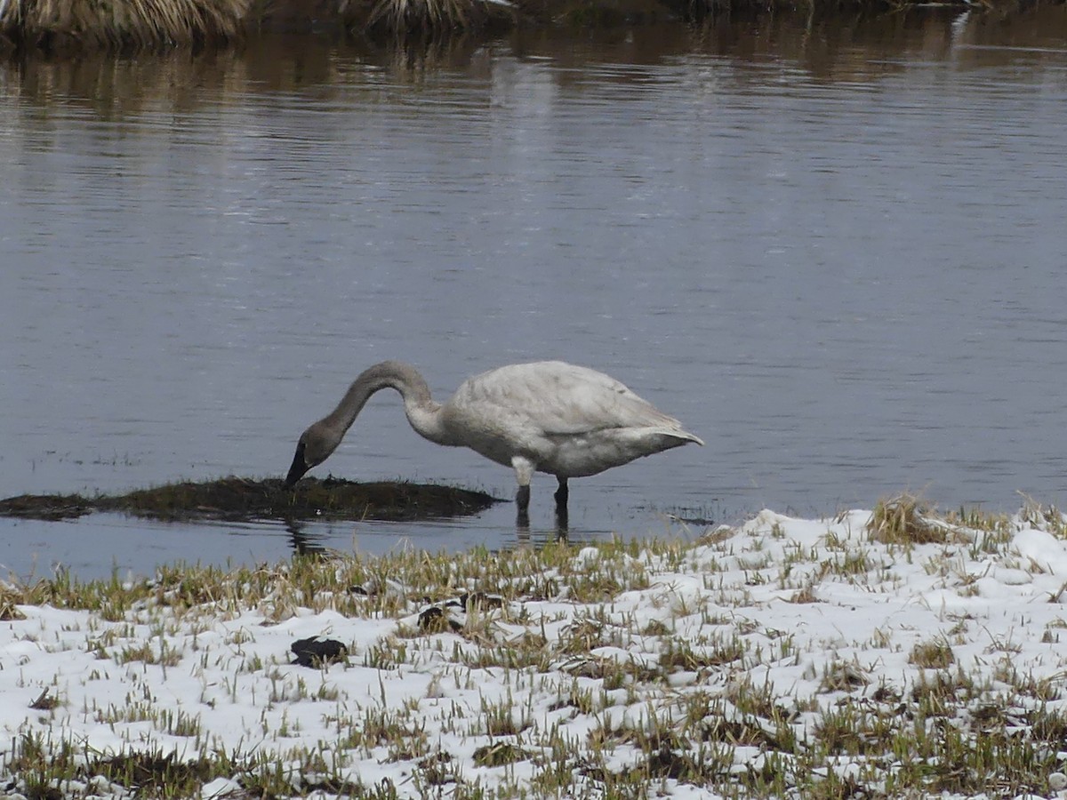 ナキハクチョウ - ML619694135