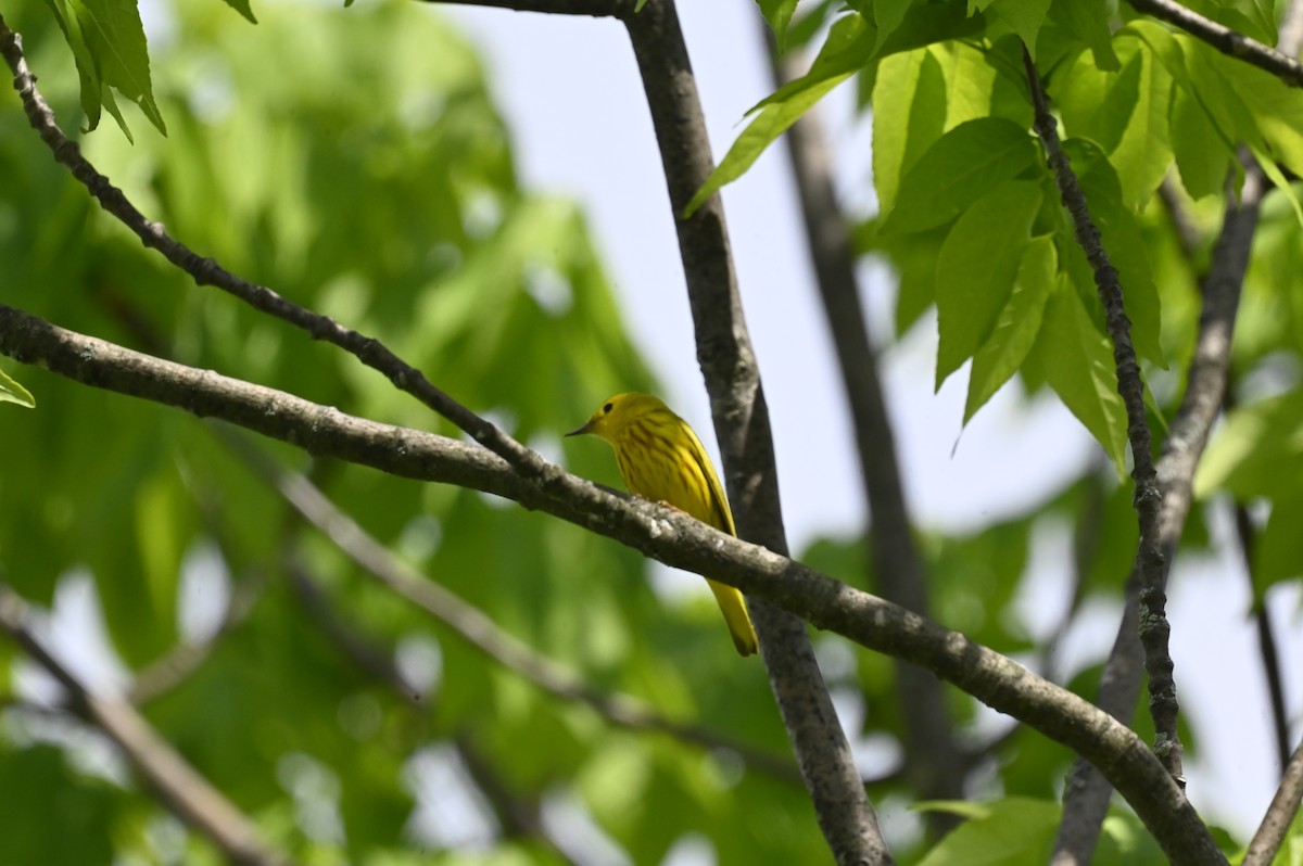 Yellow Warbler - ML619694150