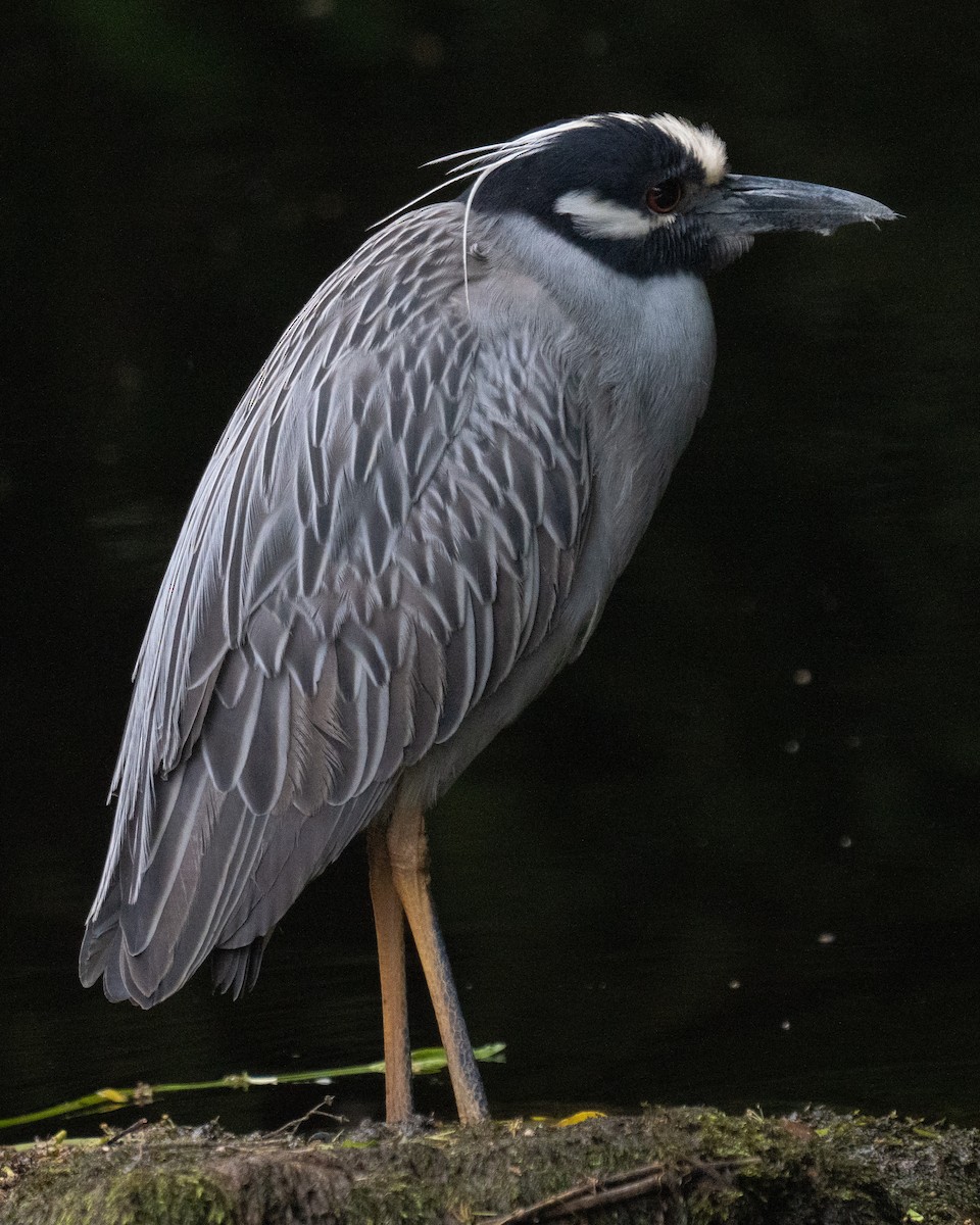 Yellow-crowned Night Heron - ML619694164