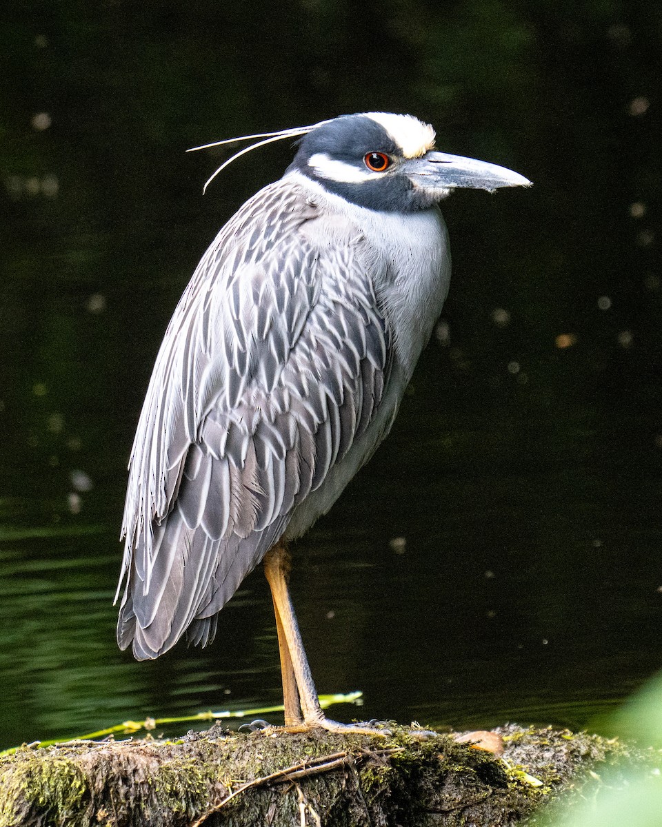 Yellow-crowned Night Heron - ML619694165