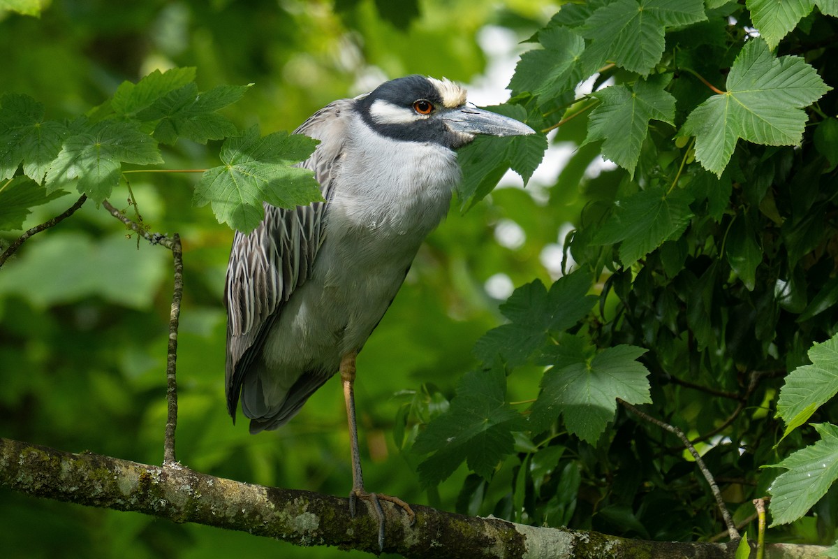 Yellow-crowned Night Heron - ML619694166