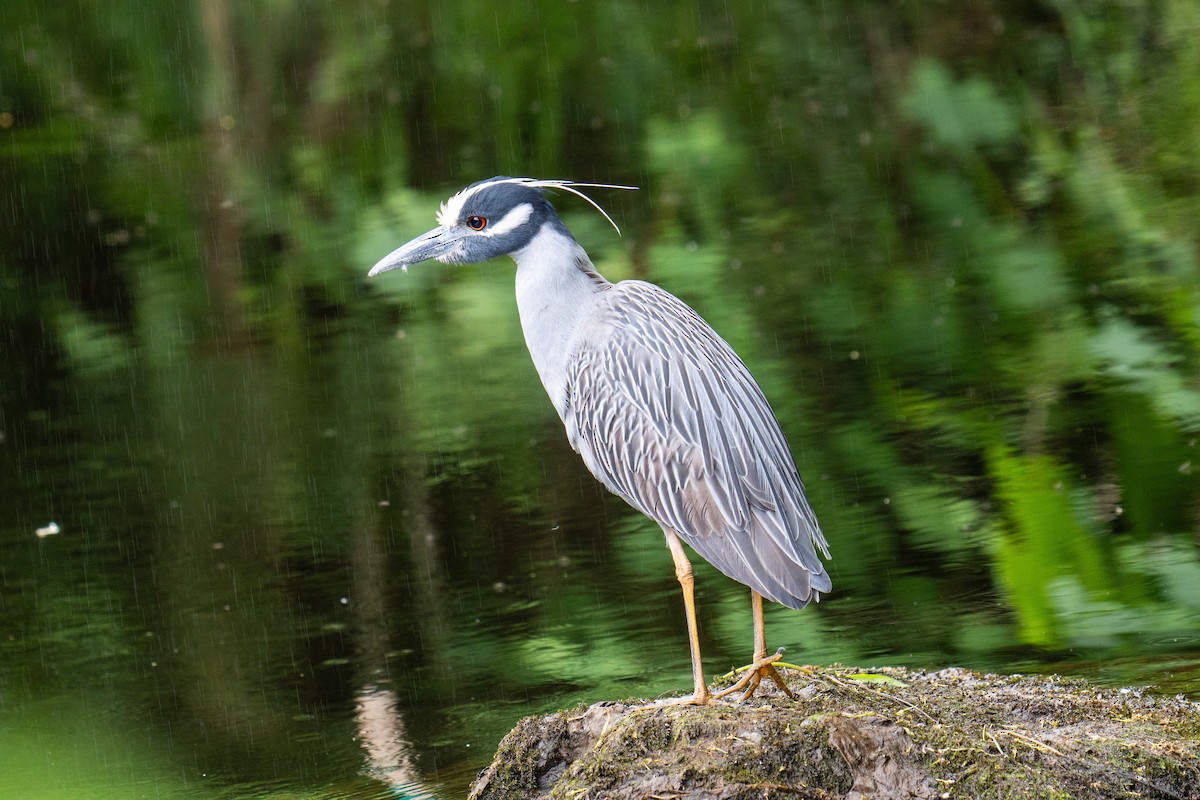 Yellow-crowned Night Heron - ML619694167