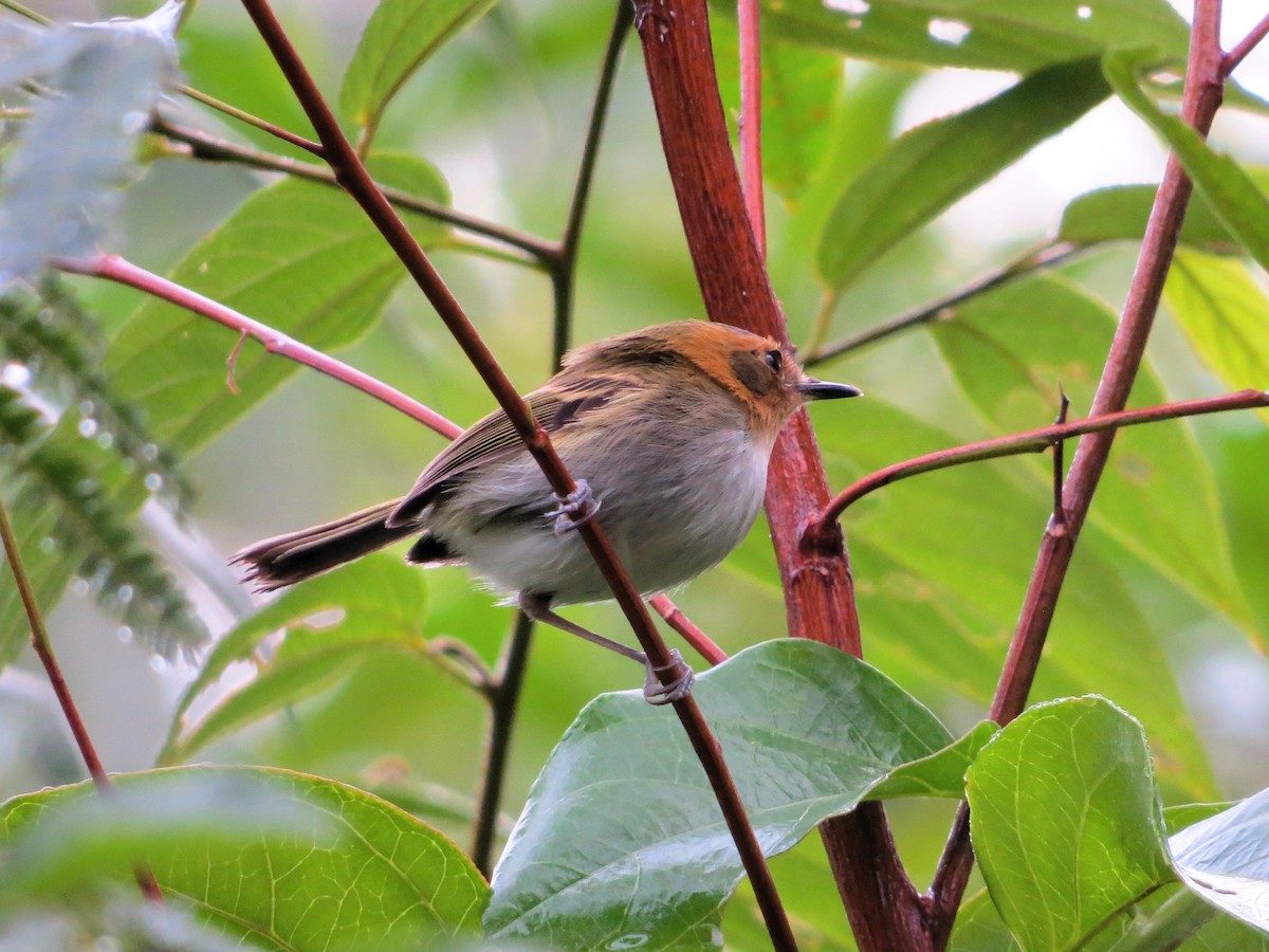 Ochre-faced Tody-Flycatcher - André Tostes Tostes