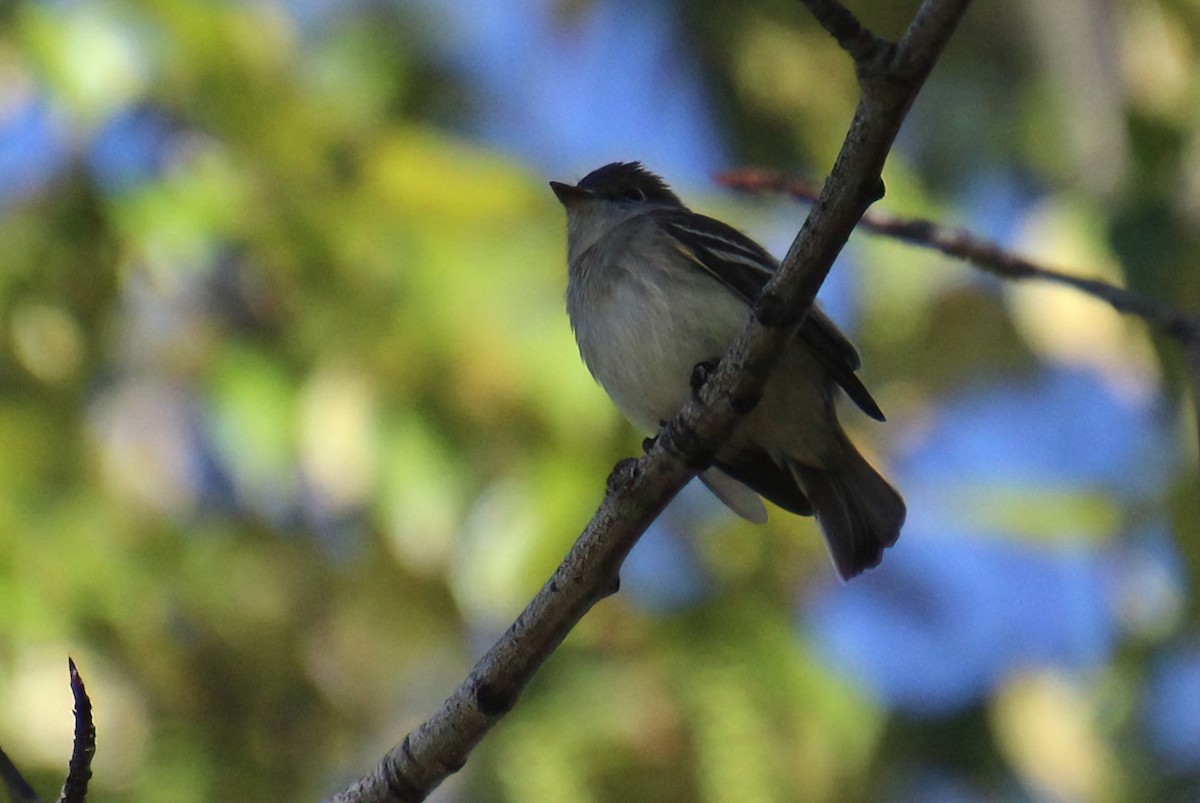 Least Flycatcher - ML619694176