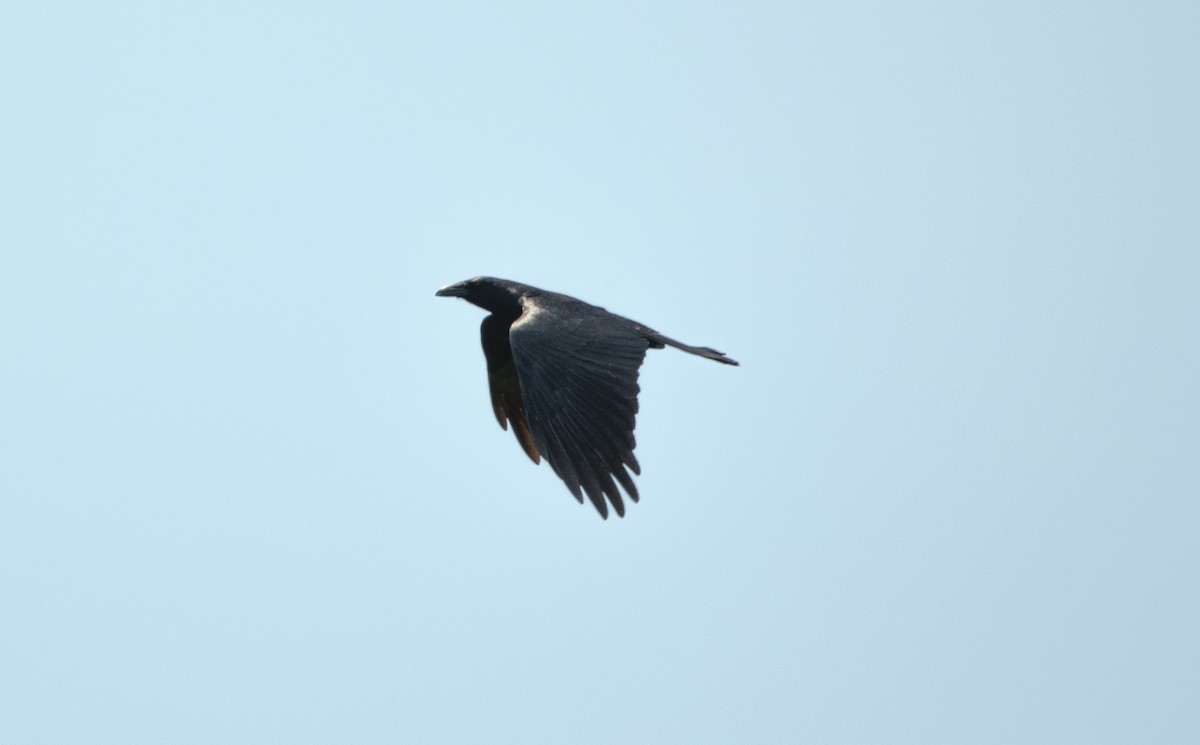 Corvus sp. (crow sp.) - ML619694181