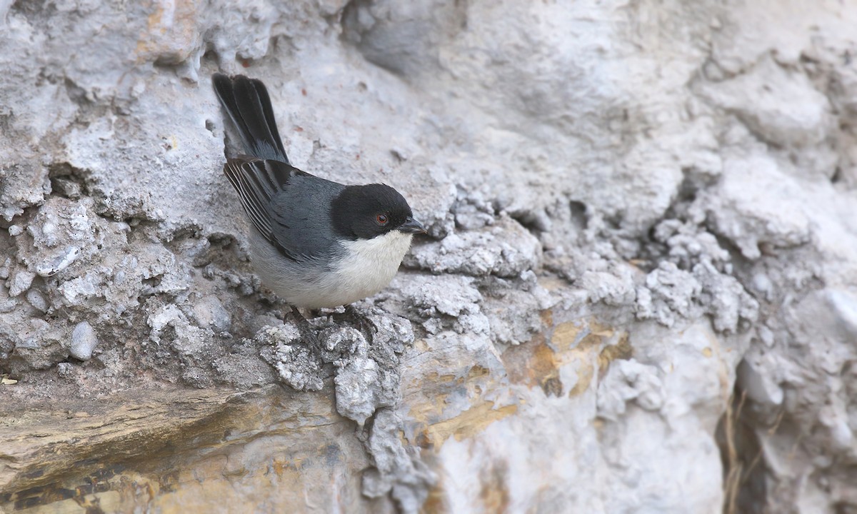 Black-capped Warbling Finch - ML619694189