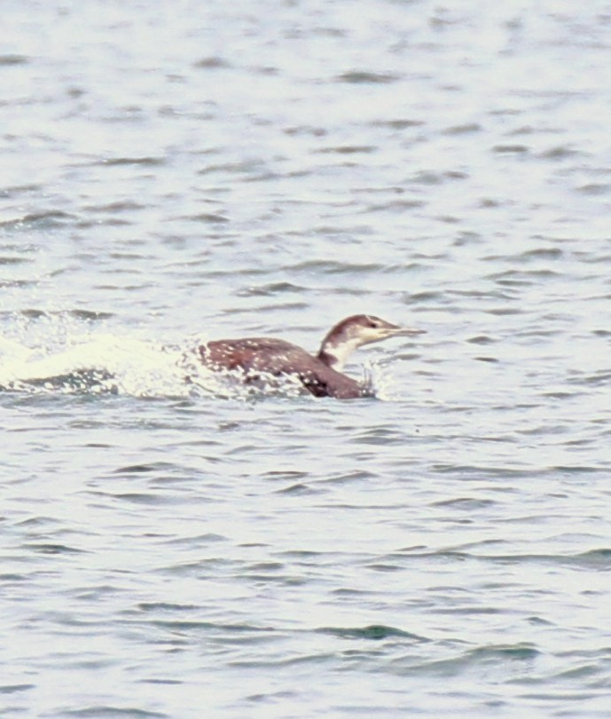 Common Loon - ML619694191