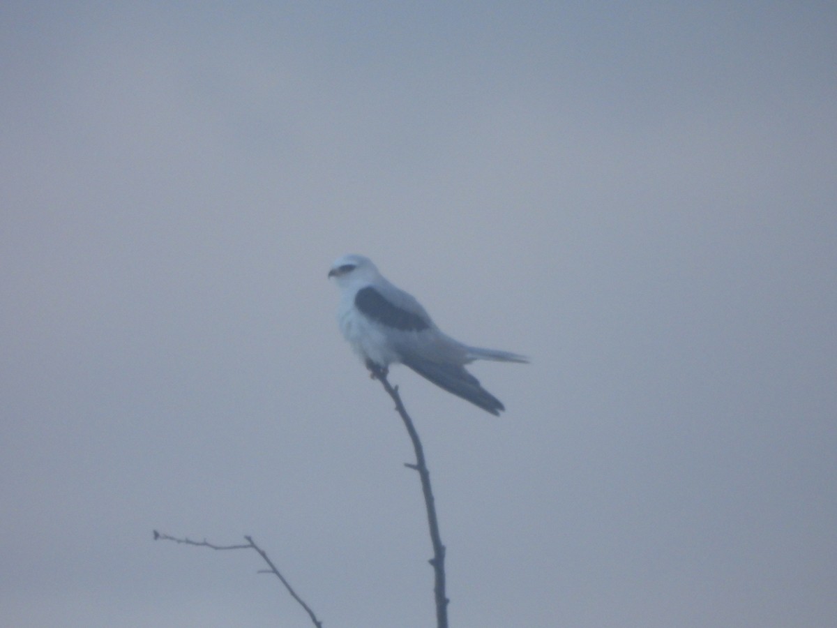 White-tailed Kite - ML619694209