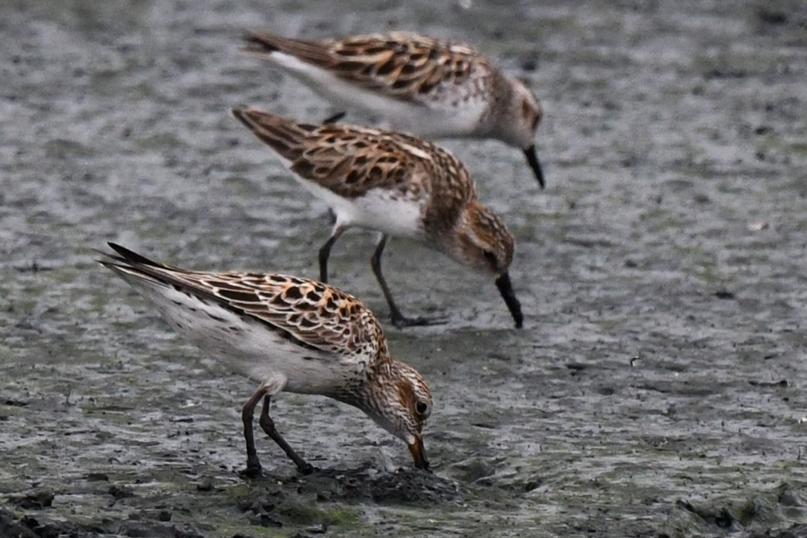 White-rumped Sandpiper - ML619694211