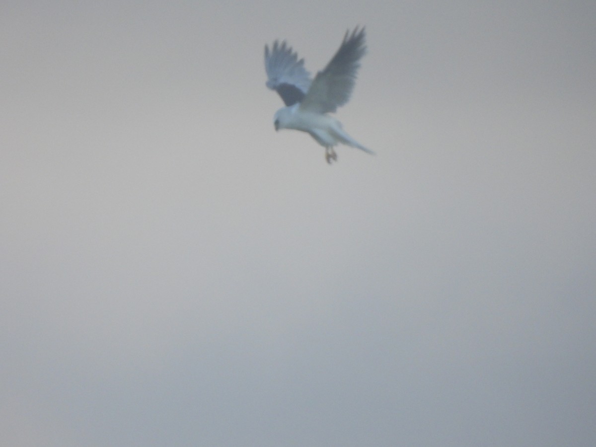 White-tailed Kite - ML619694213