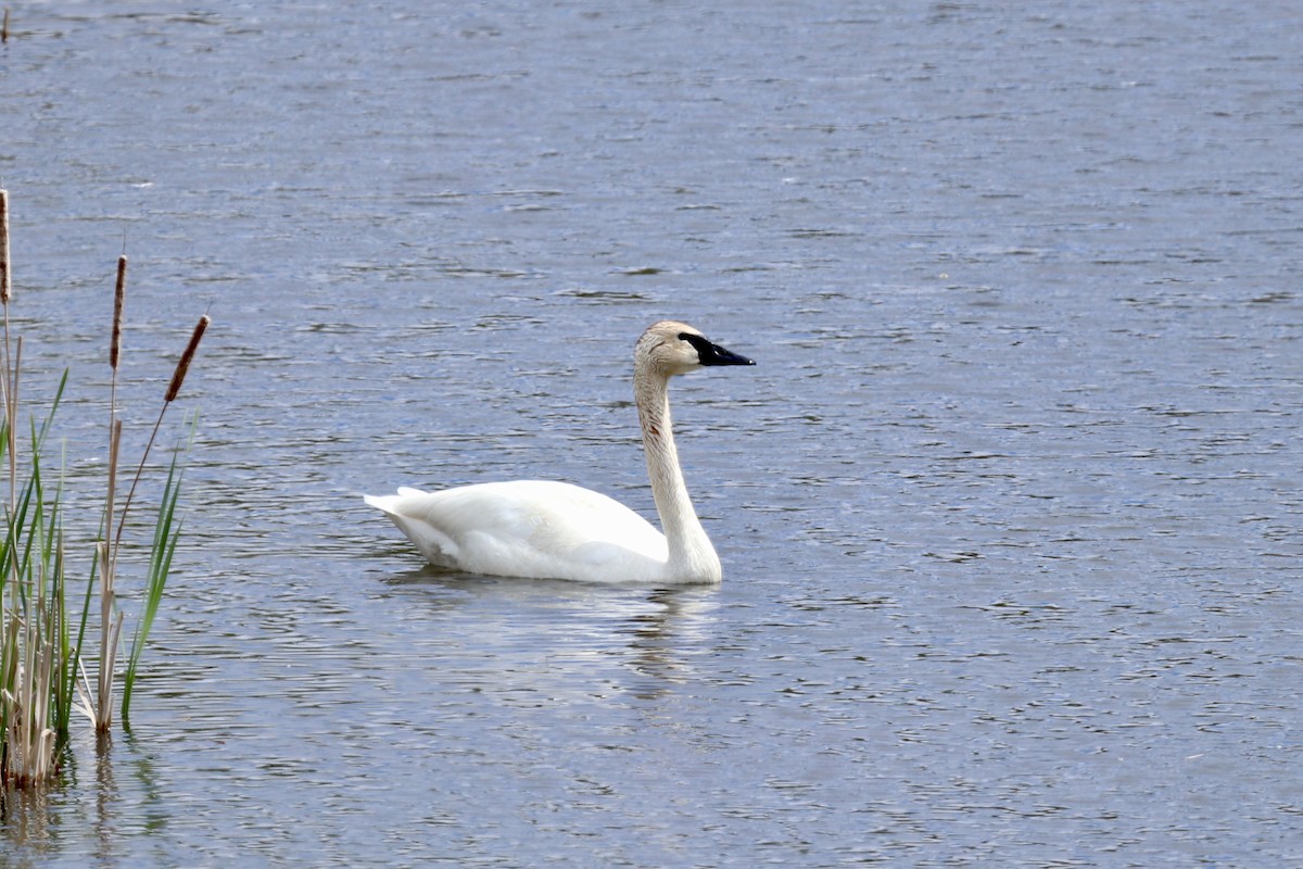 Trumpeter Swan - ML619694216