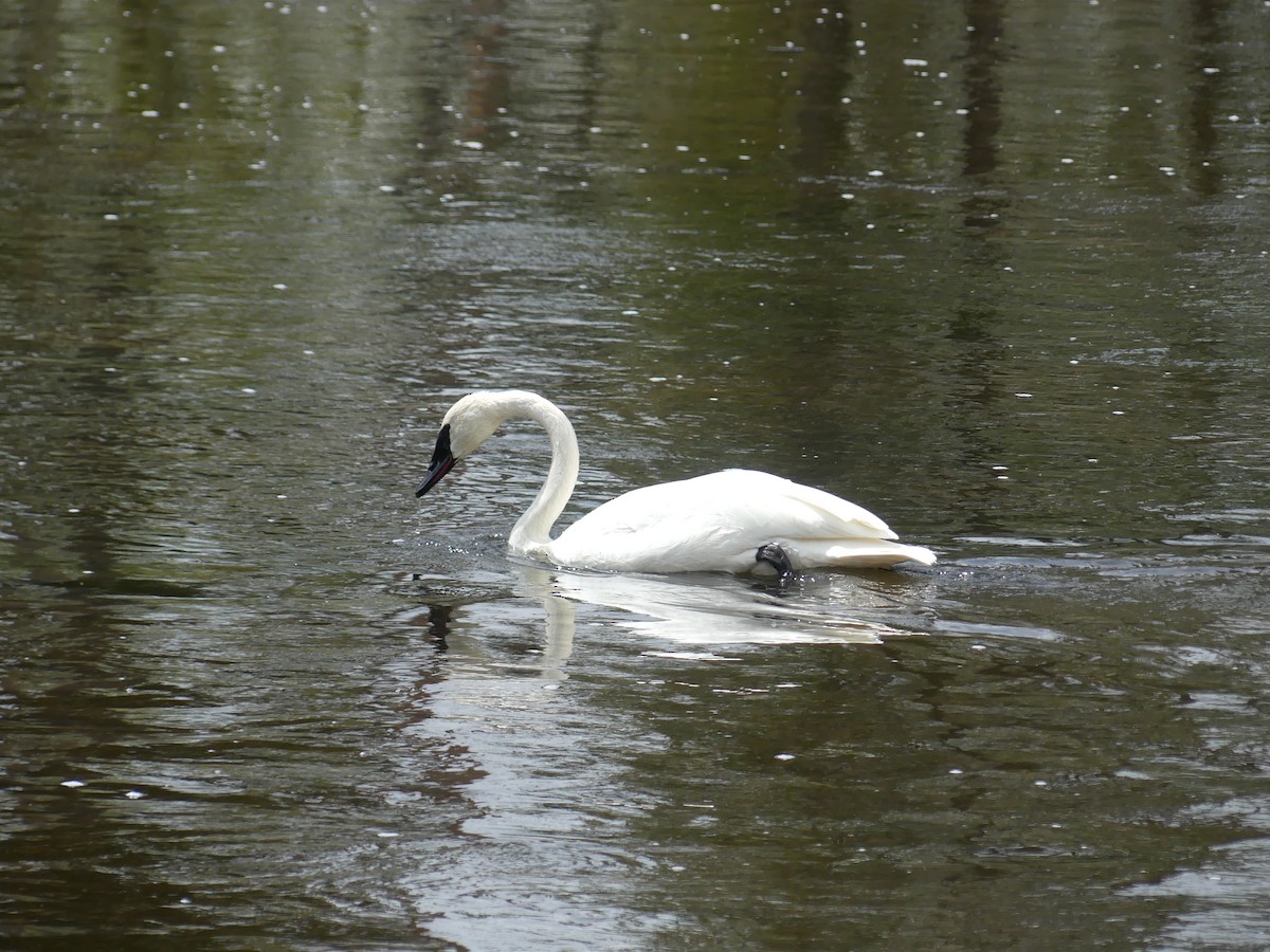 Cygne trompette - ML619694219