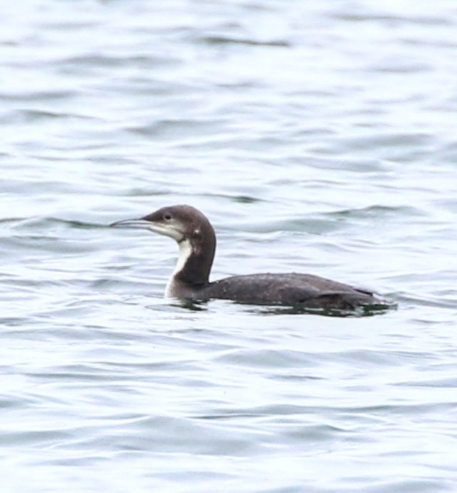 Pacific Loon - ML619694229