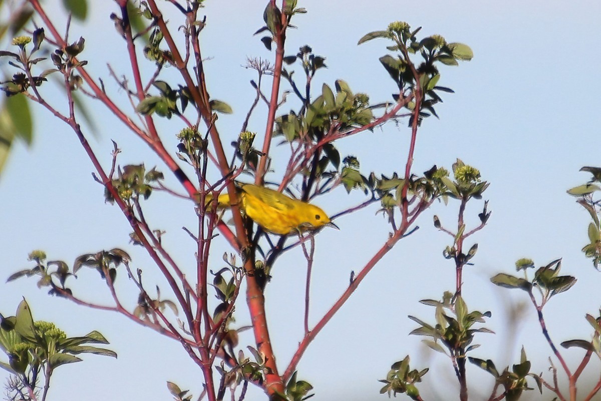 Yellow Warbler - Elaine Cassidy