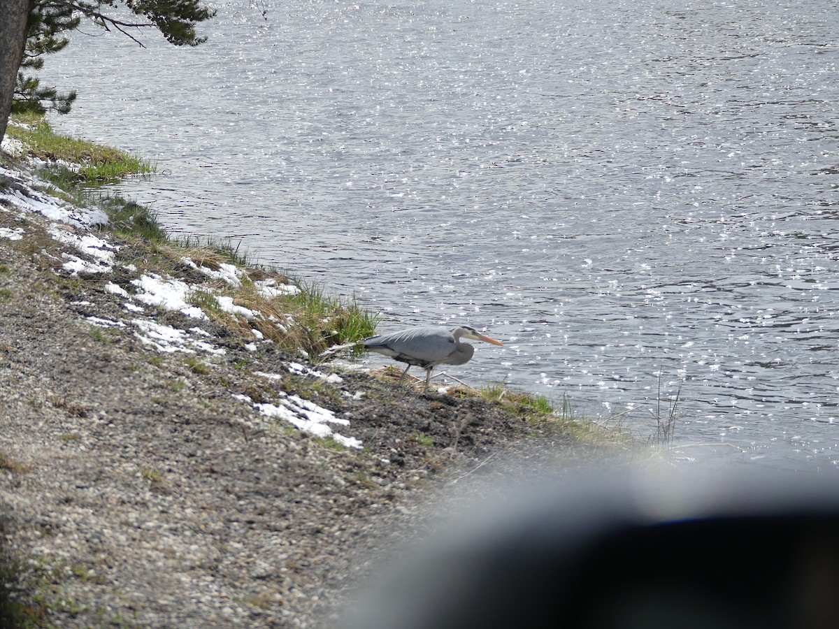 オオアオサギ - ML619694235