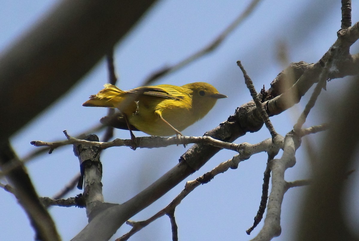 Yellow Warbler - ML619694263