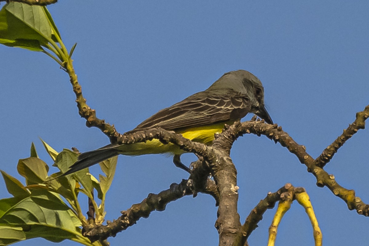 Tropical Kingbird - ML619694269