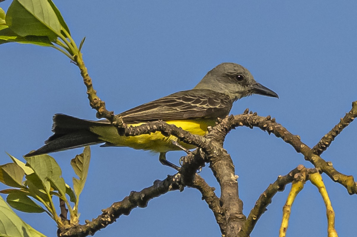 Tropical Kingbird - ML619694270