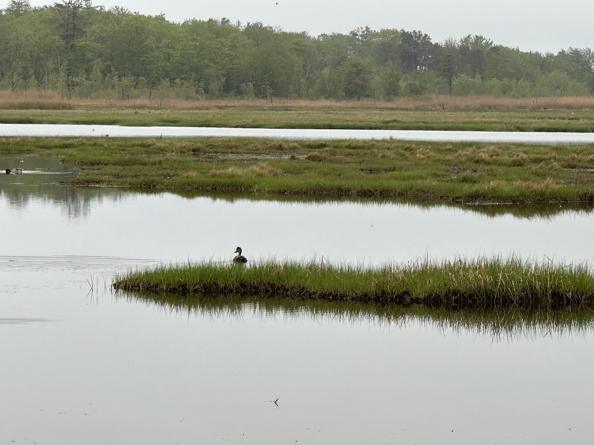 Gadwall - ML619694286