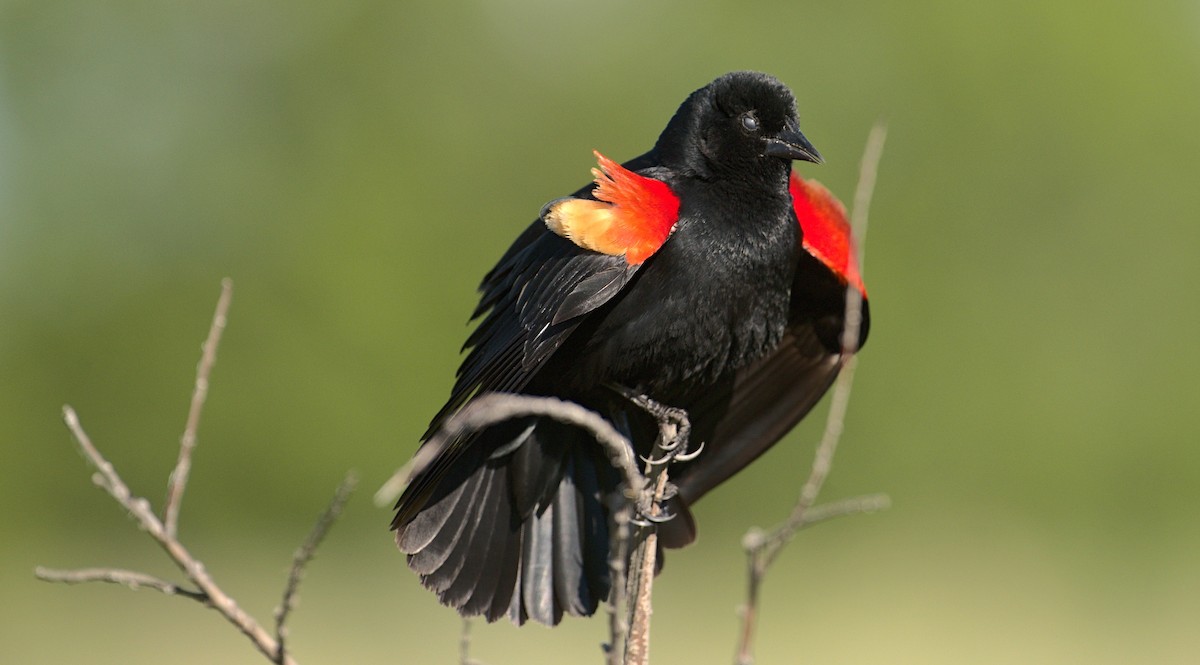 Red-winged Blackbird - Q P