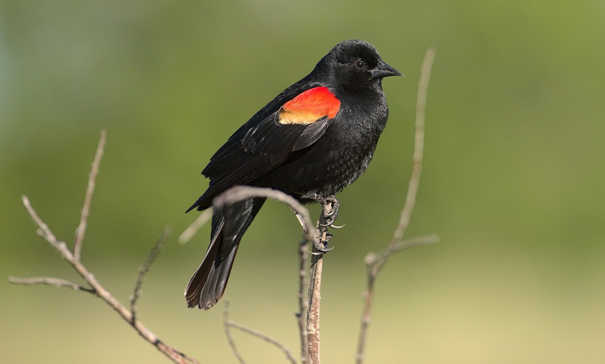 Red-winged Blackbird - ML619694289