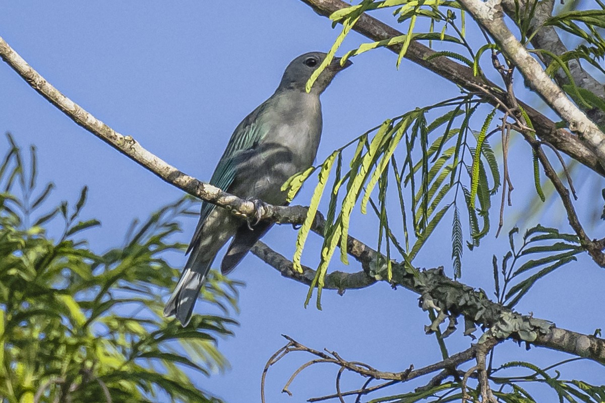 Sayaca Tanager - ML619694290