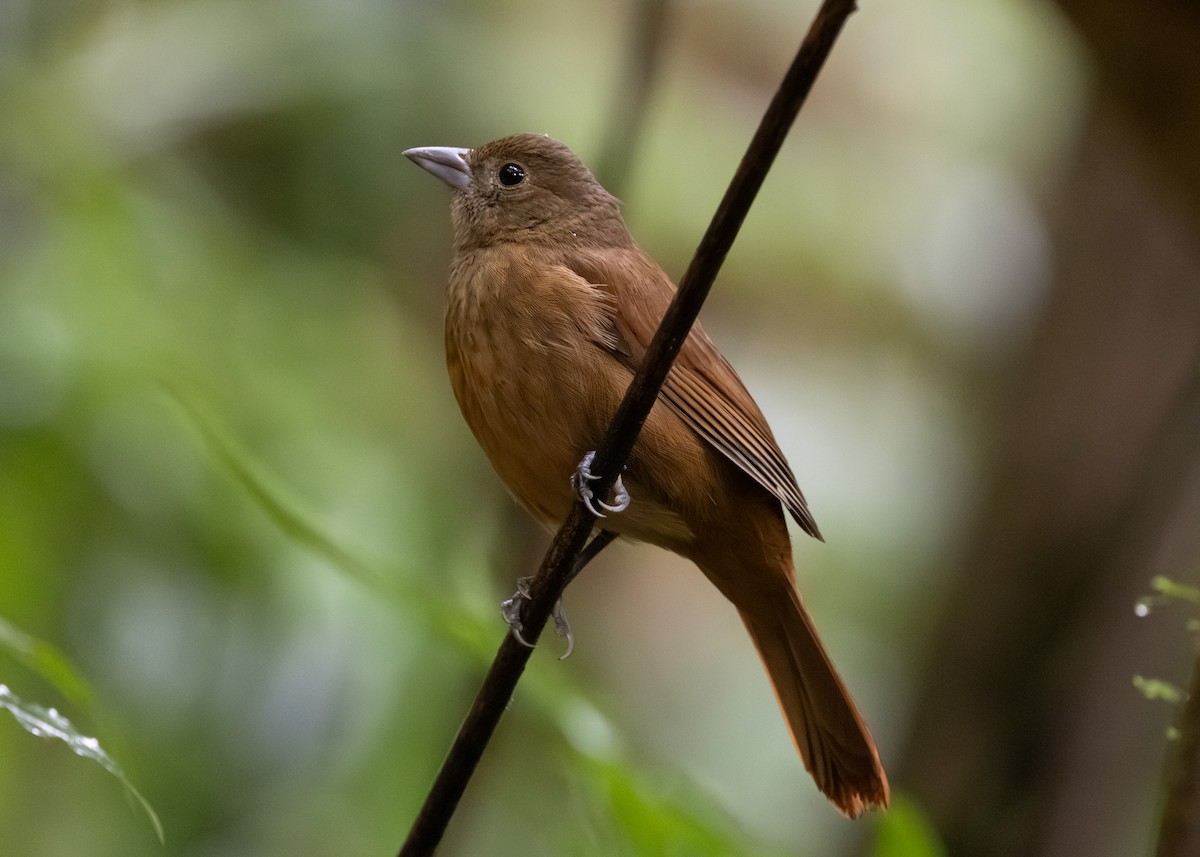 Ruby-crowned Tanager - ML619694337