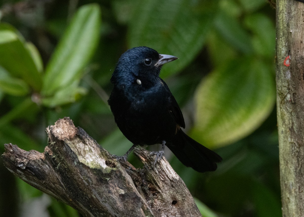 Ruby-crowned Tanager - ML619694339